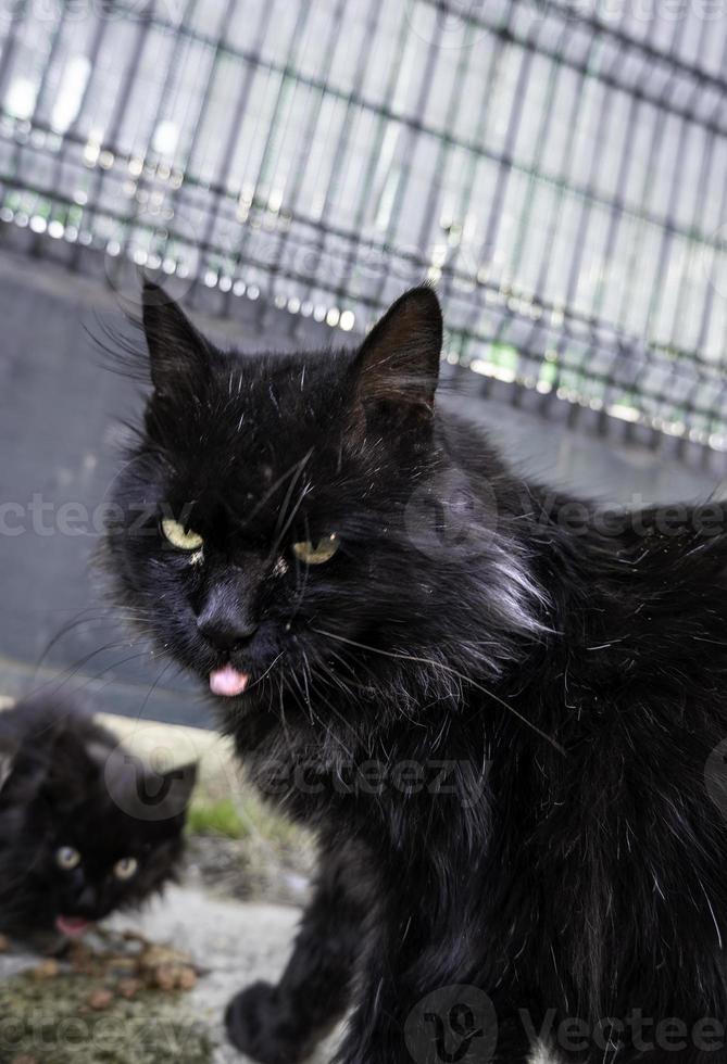 Black cat on the street photo