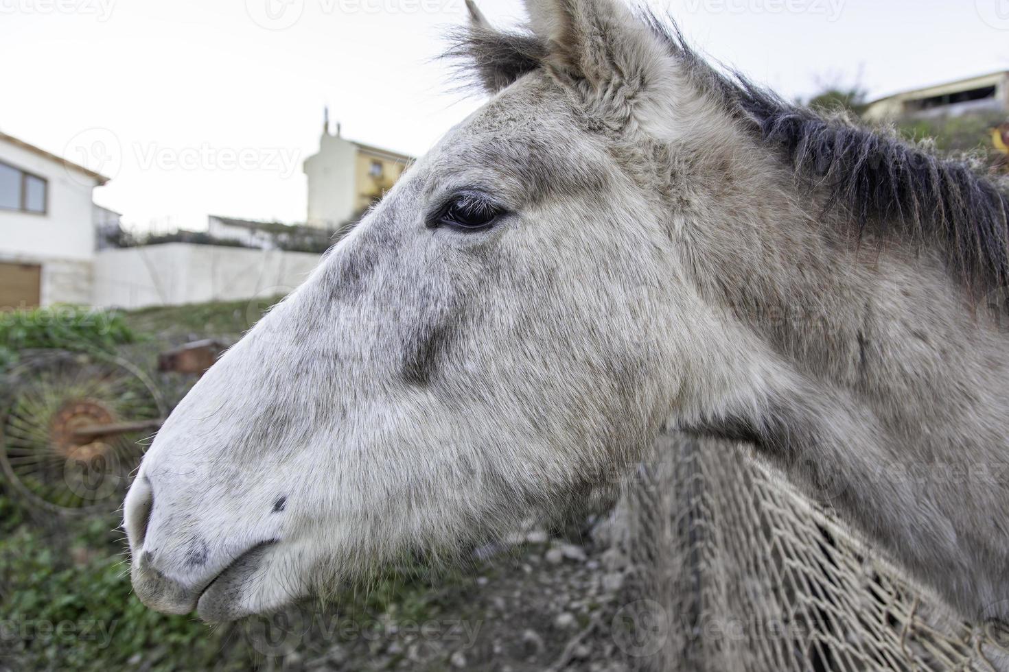 caballos en establo foto