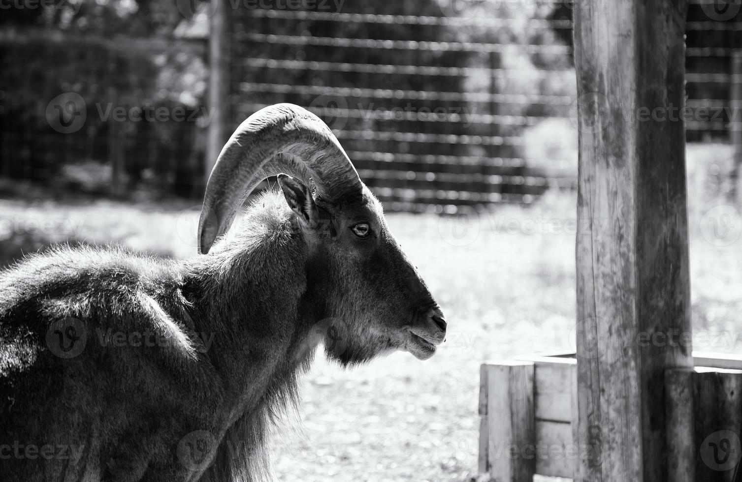 cabra en granja foto