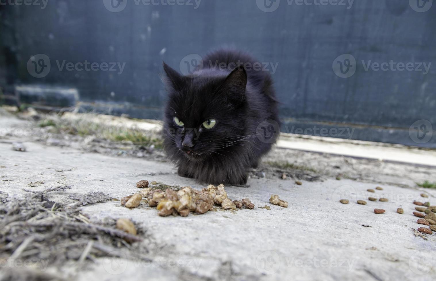 Cats eating in the street photo