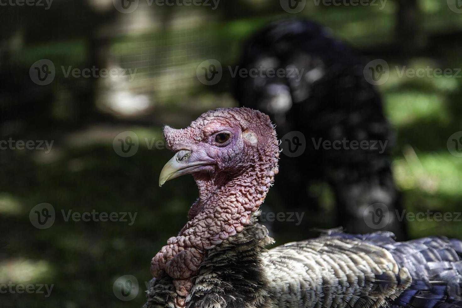 Wild turkey  nature photo