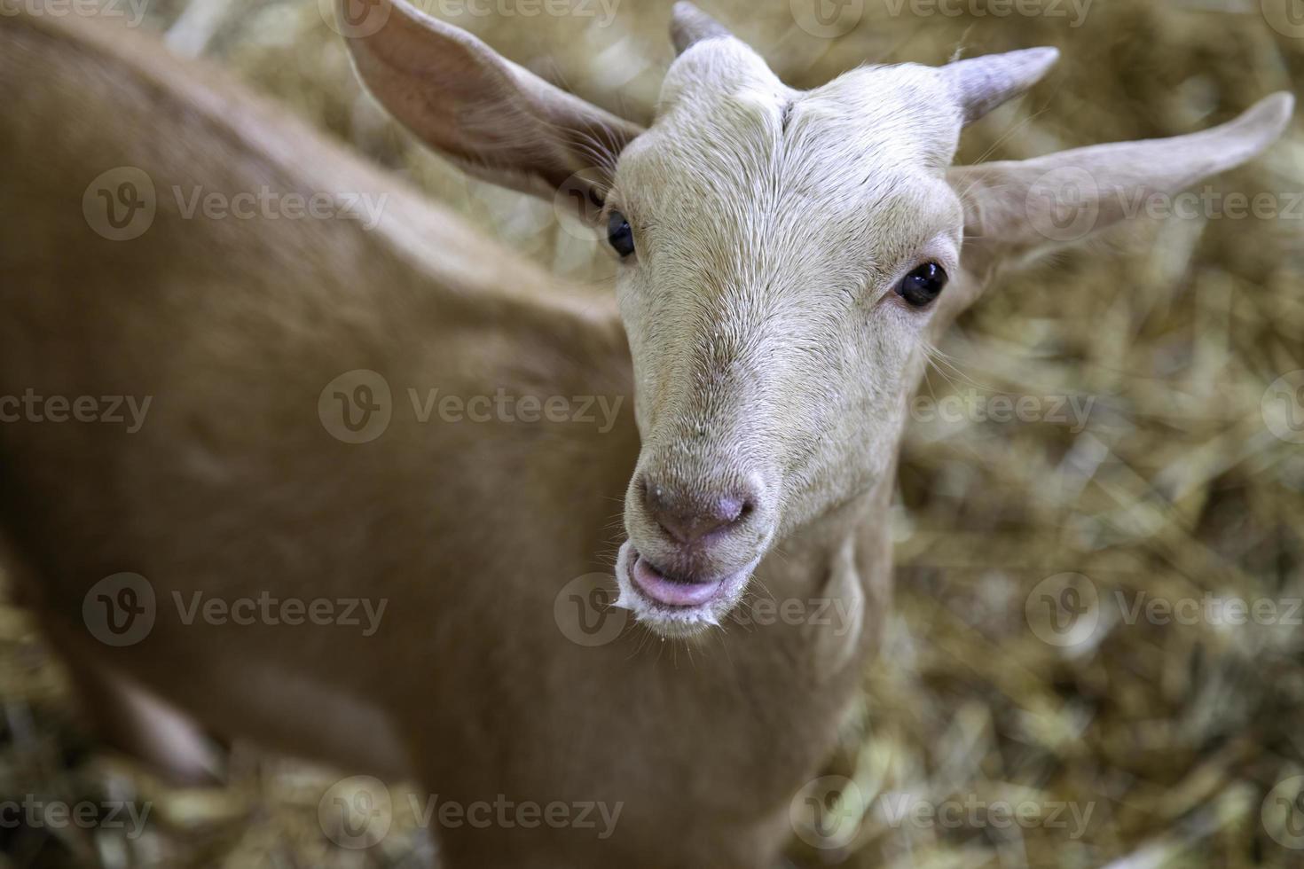 Goat kid farmer photo