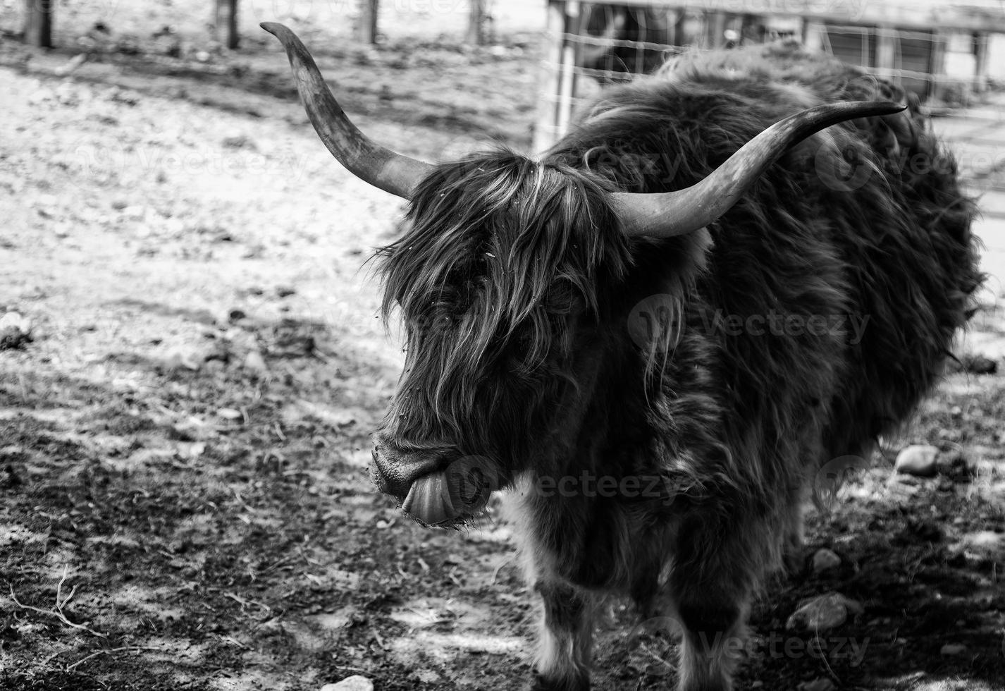 Wild ox nature photo
