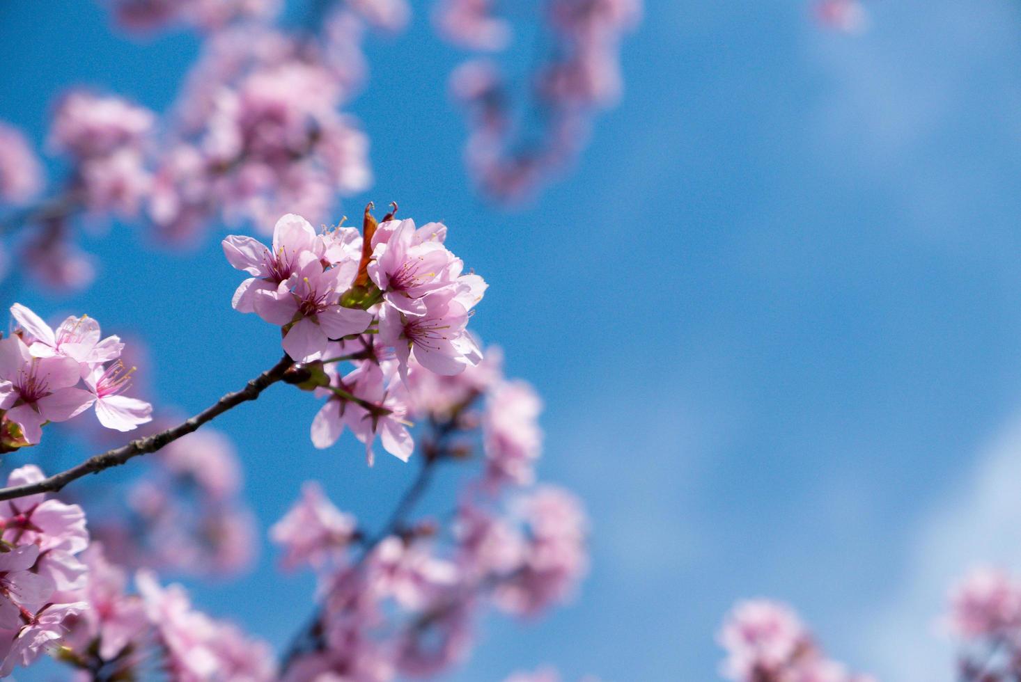 Cherry flowers blooming. photo