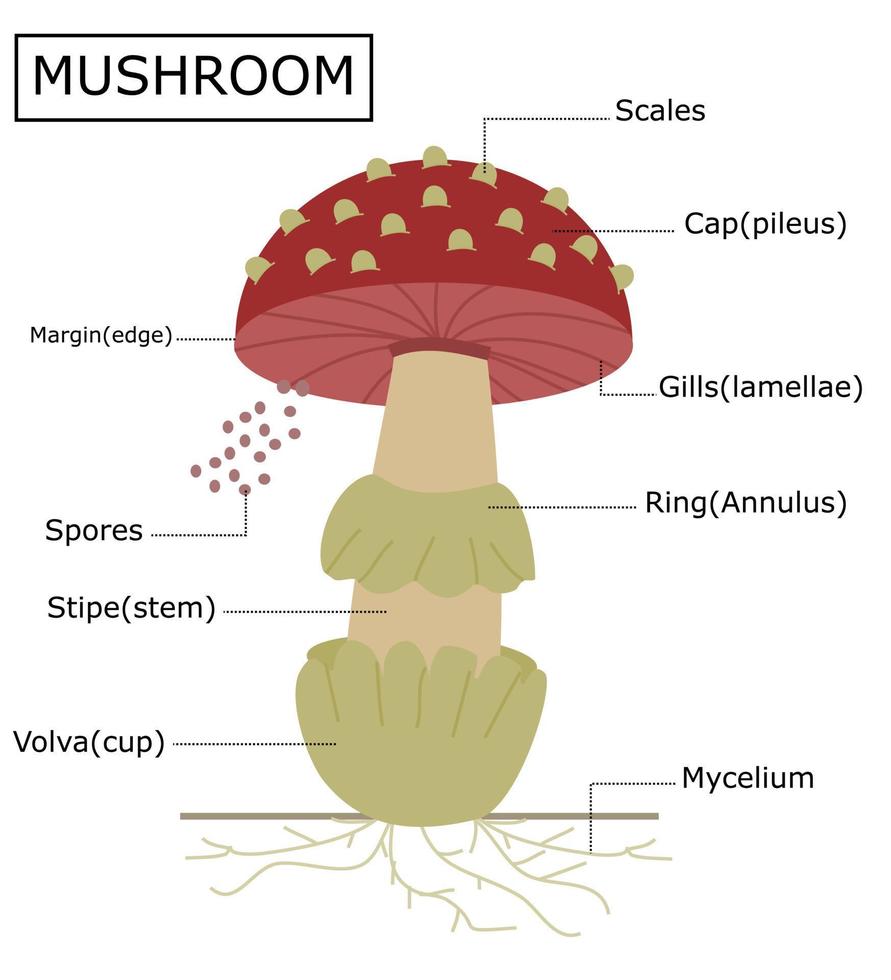 estructura de un hongo amanita.anatomía del hongo.ilustración vectorial.infografía para el diseño. vector