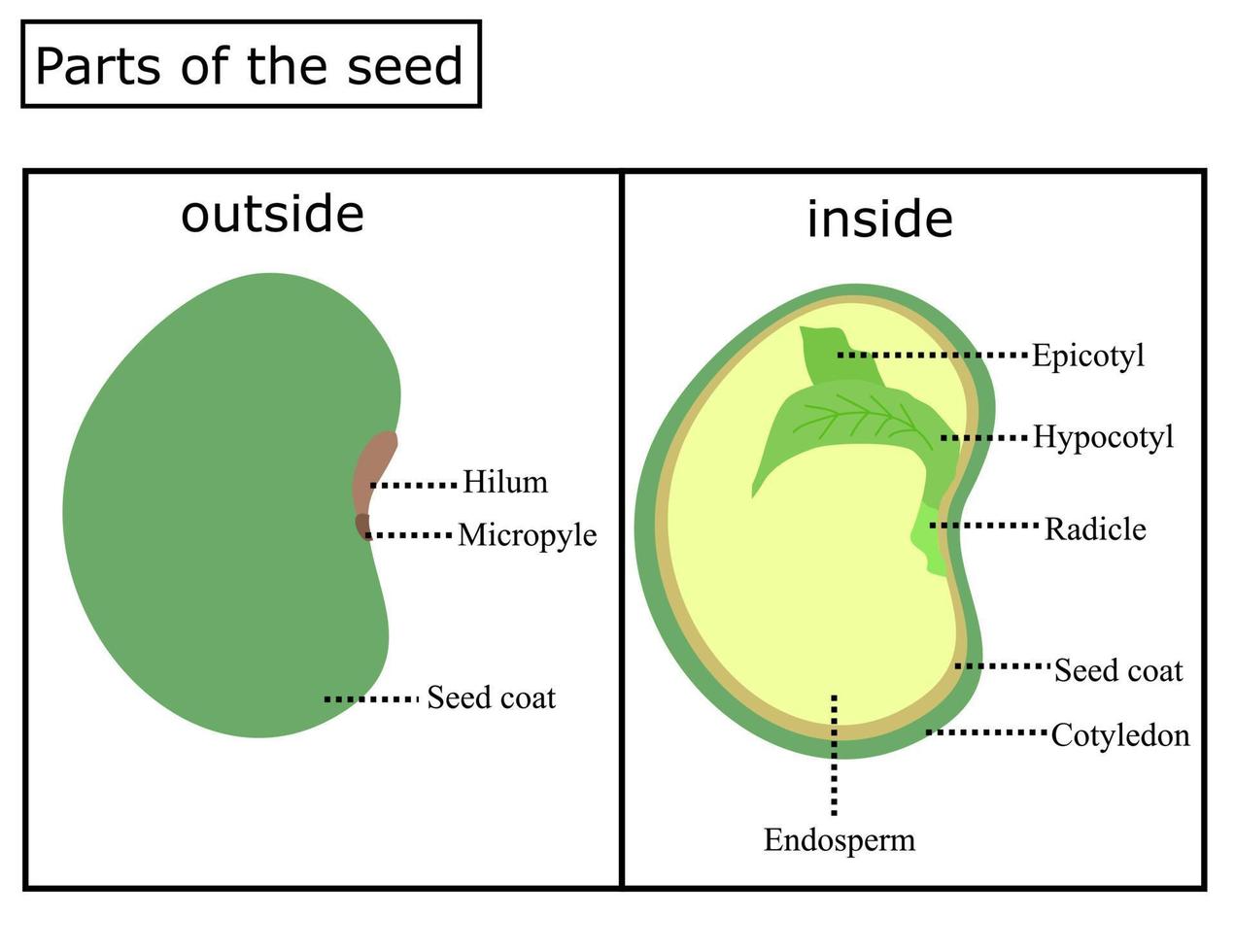 Anatomy of a seed.Inside and outside of the seed.Infographc vector illustration.