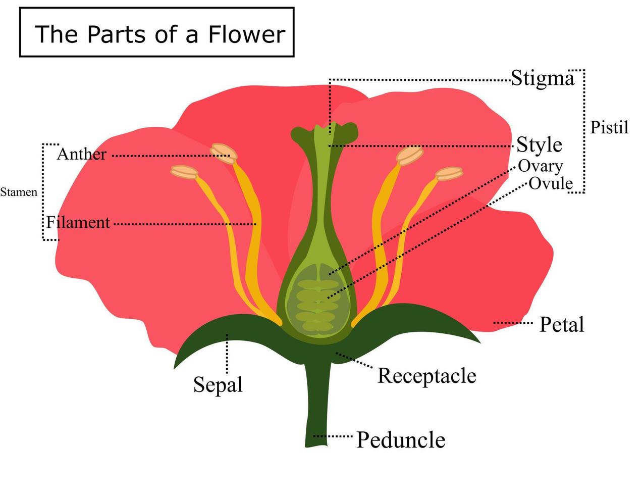 anatomía de una flor. las partes de una flor. morfología vegetal o fitomorfología. ilustración vectorial infográfica para el maestro. vector