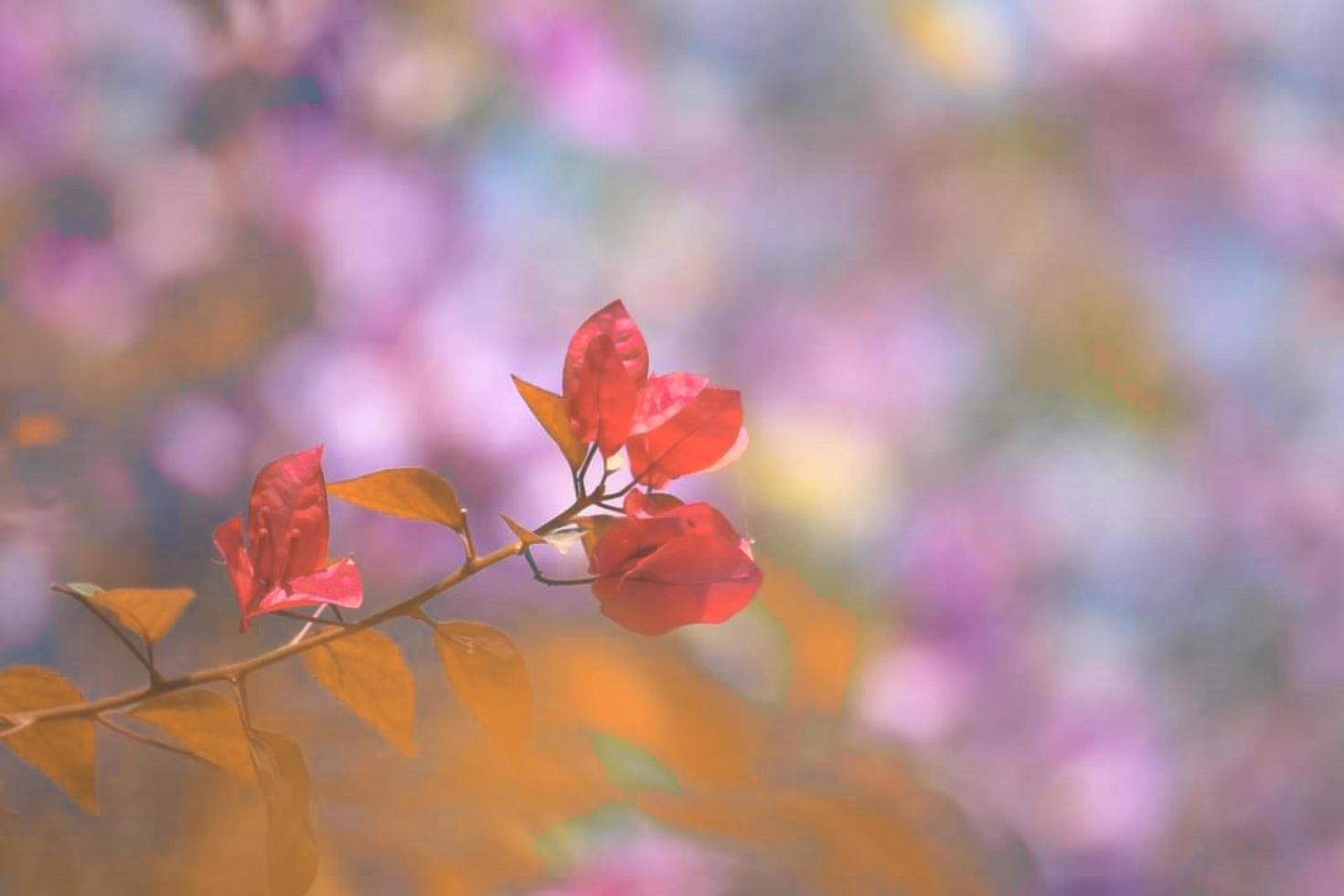 Spring flowering branch photo
