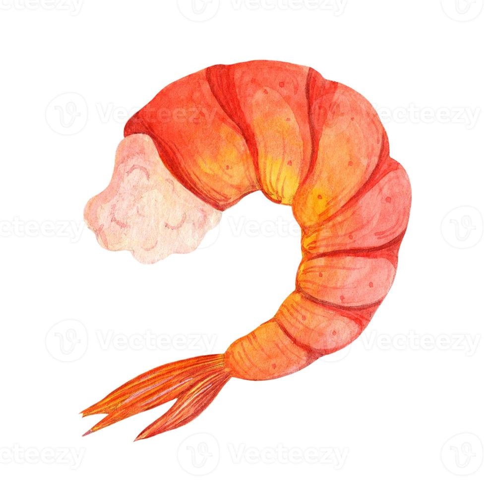 Camarón acuarela aislado sobre fondo blanco. ilustración dibujada a mano. bosquejo de mariscos, gambas hervidas frescas. Manjar de mar pelado, carne de almeja dietética. clipart para diseño de menú, café, restaurante, web foto