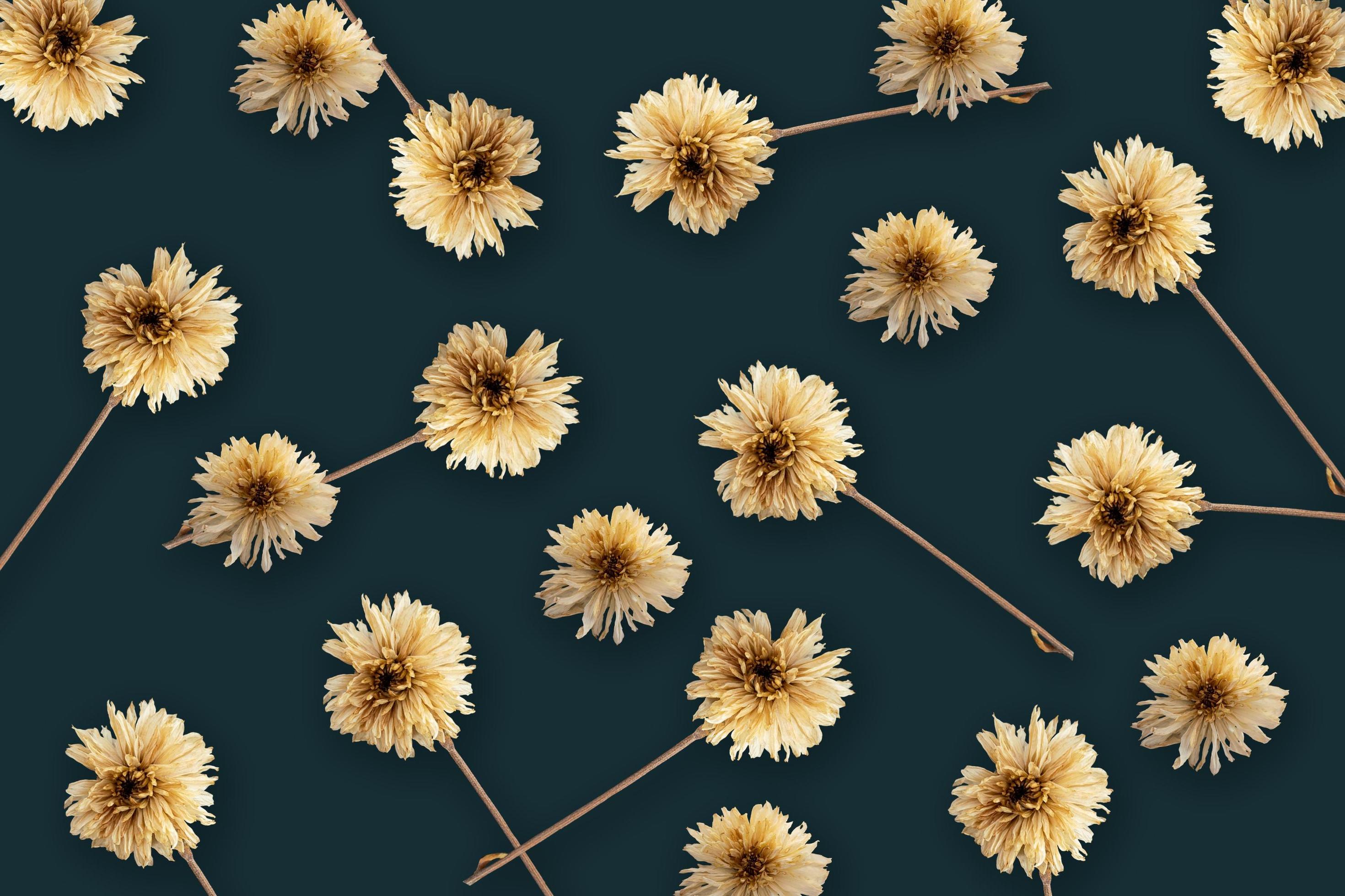 Pattern made of dried flowers on dark background. 6171778 Stock Photo