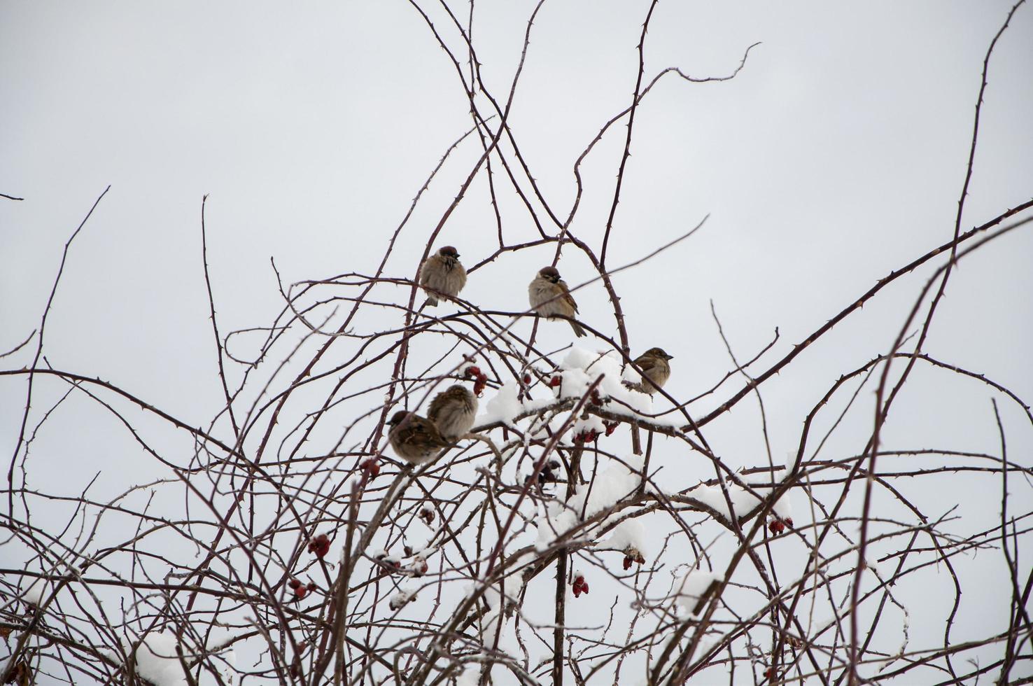 Winter landscape with birds on the branches. photo