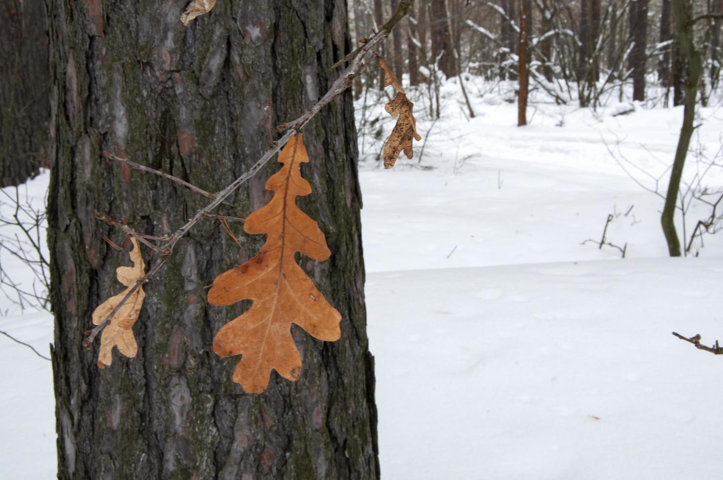 Winter landscape of forest and oak leaf. photo