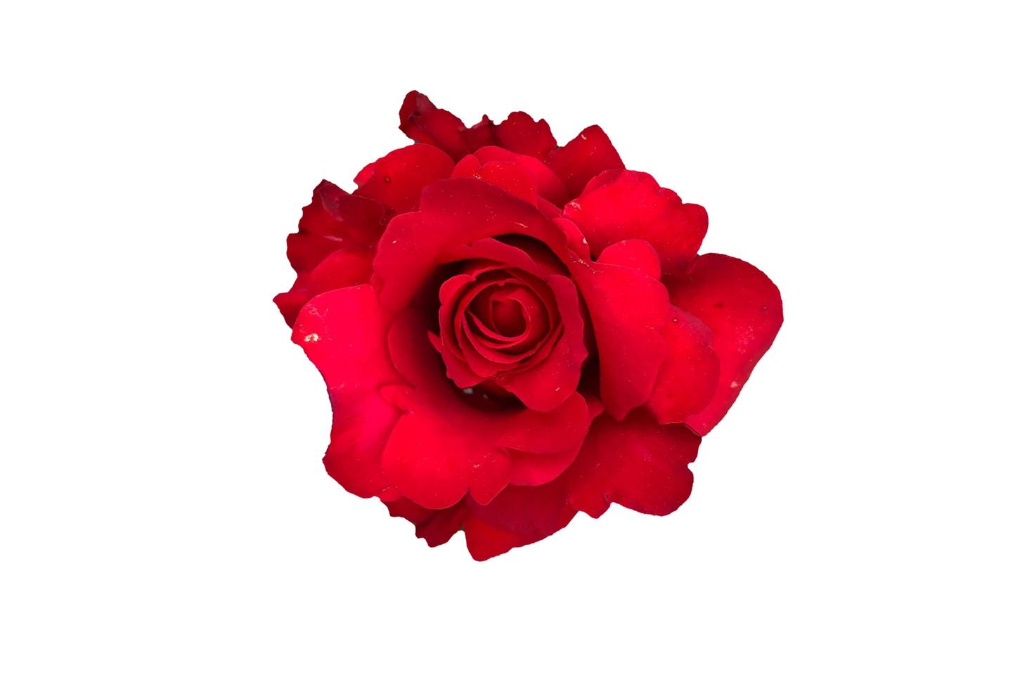 Red rose isolated on white background - image photo