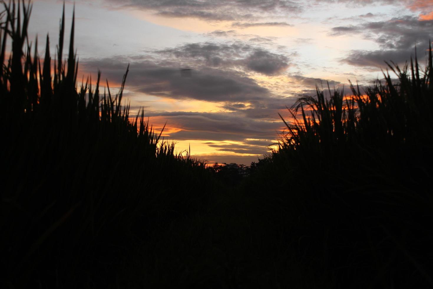 Grassland silhouette at sunset photo