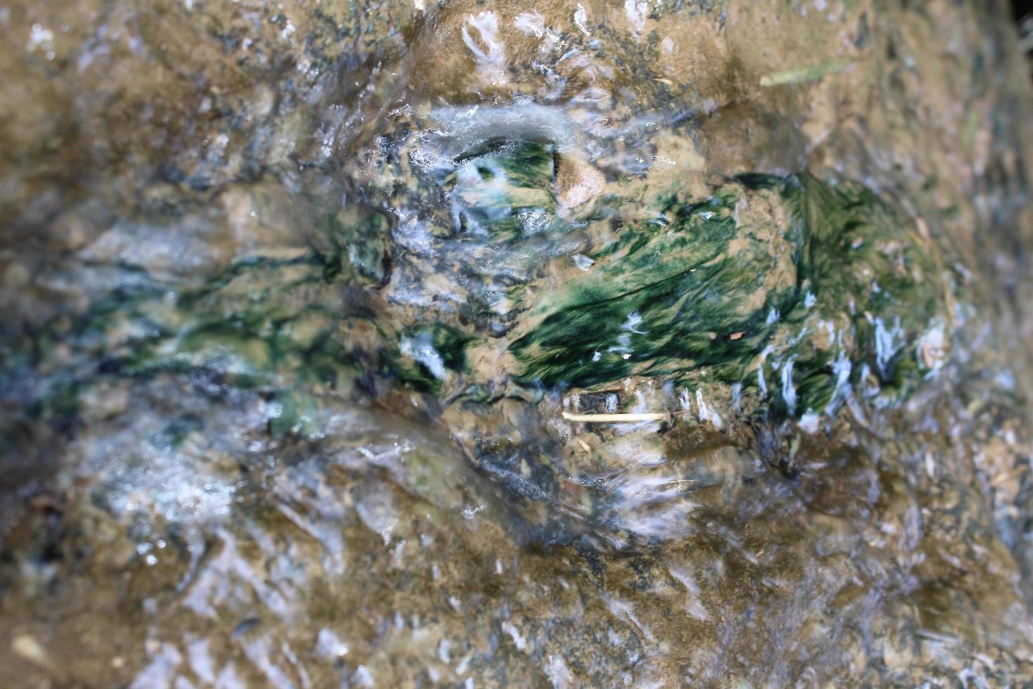 Mossy on the water photo
