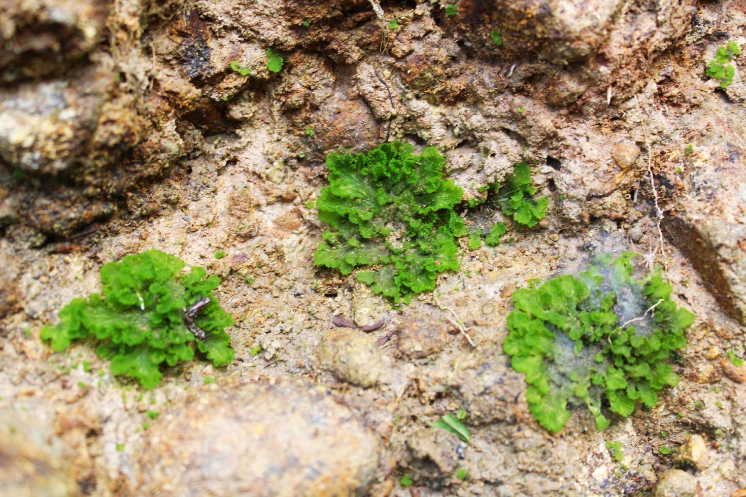 Green mossy in clay photo