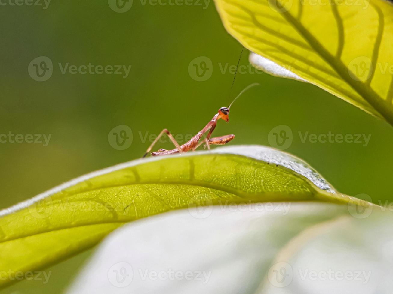 mantis bebé en una hoja foto