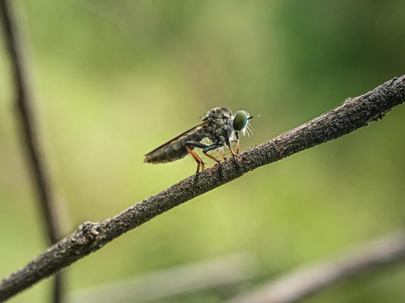 Macro insects mosquitoes fly robbers photo