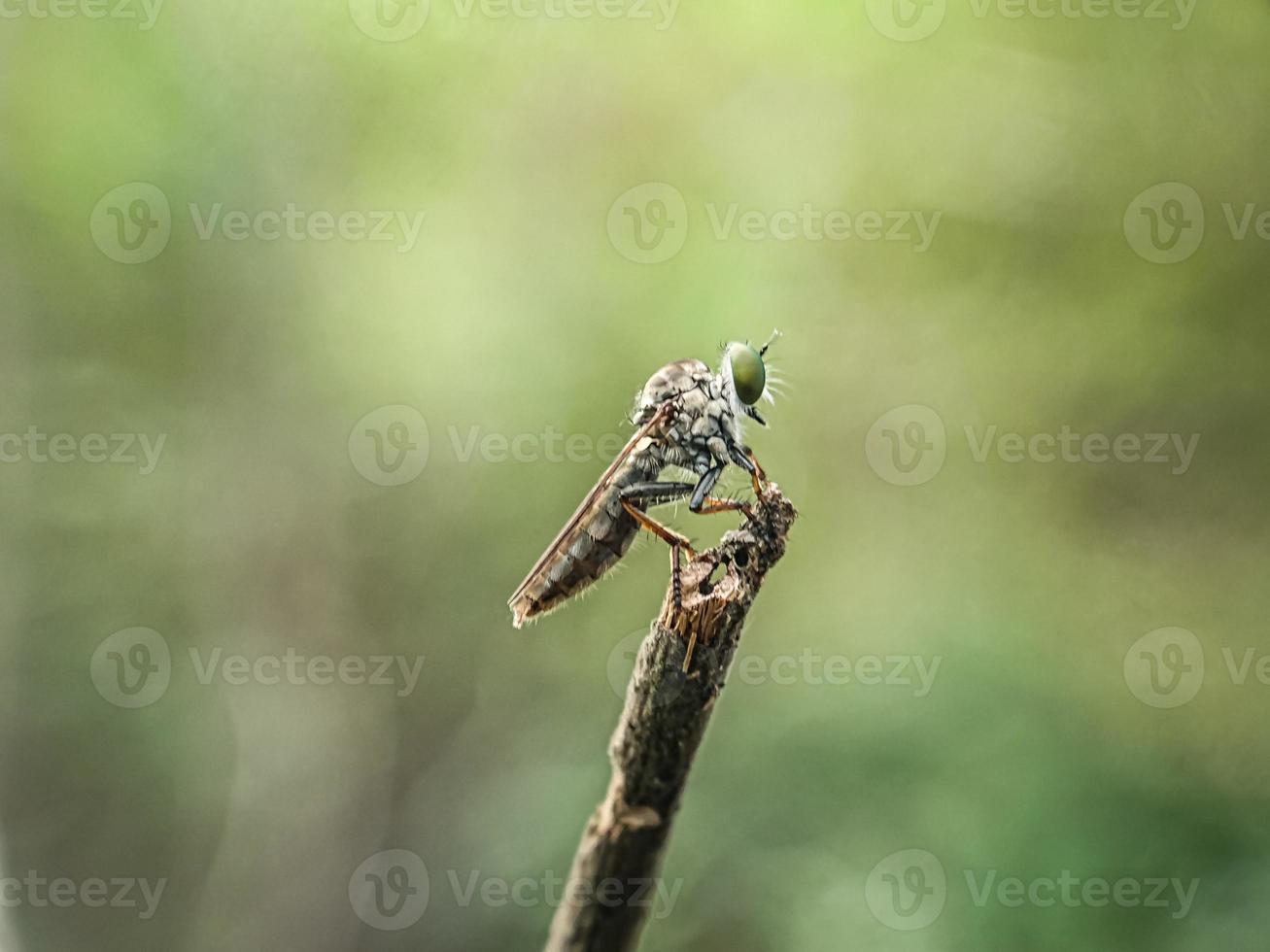 Macro insects mosquitoes fly robbers photo