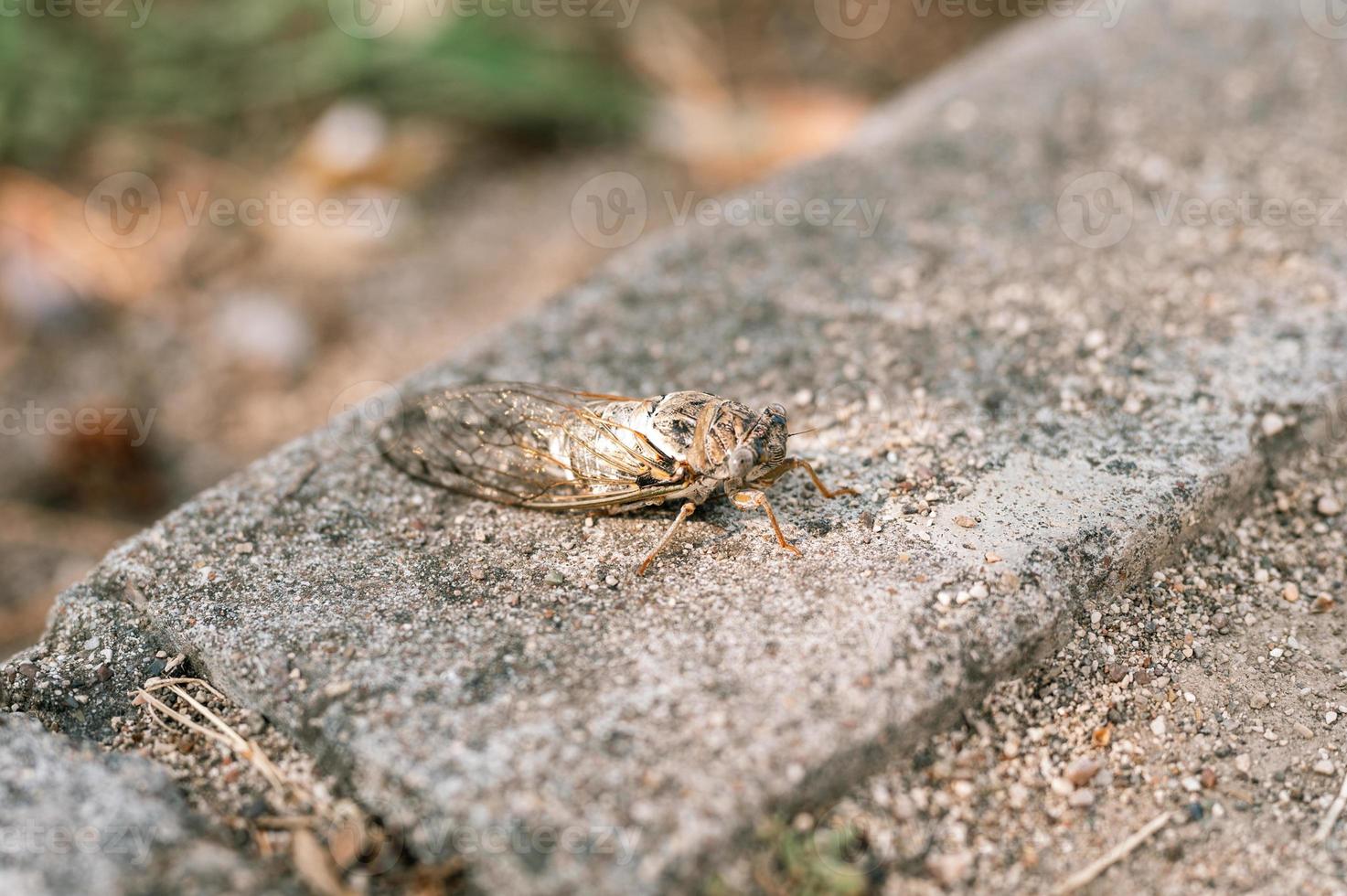 insecto cigarra foto