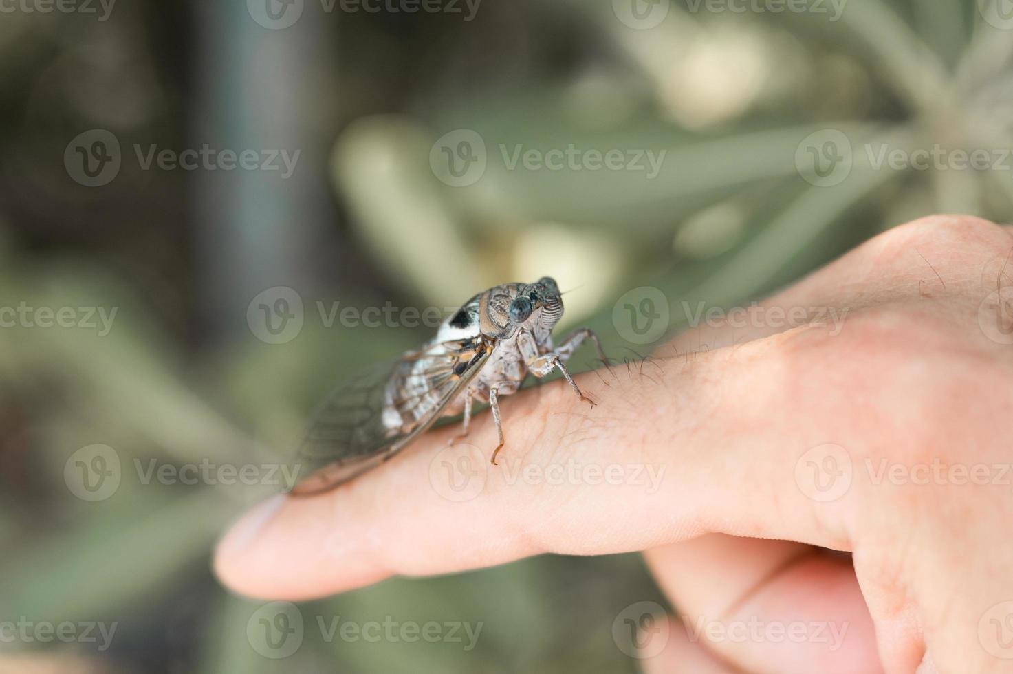 cicada insect bug man hand photo