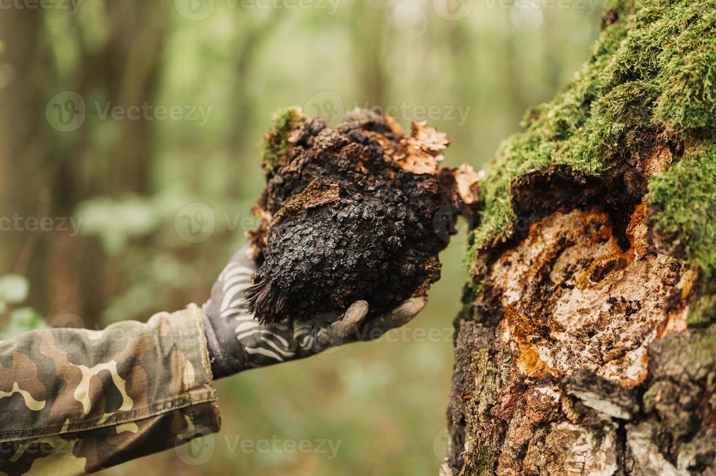 chaga mushroom fungus photo