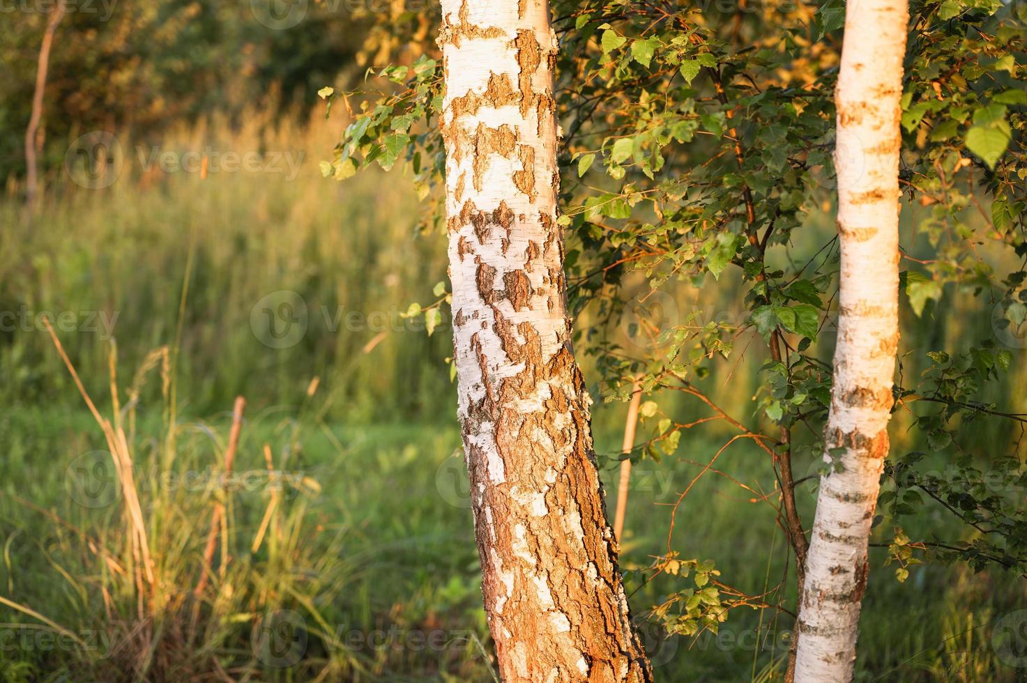 naturaleza tronco abedul foto