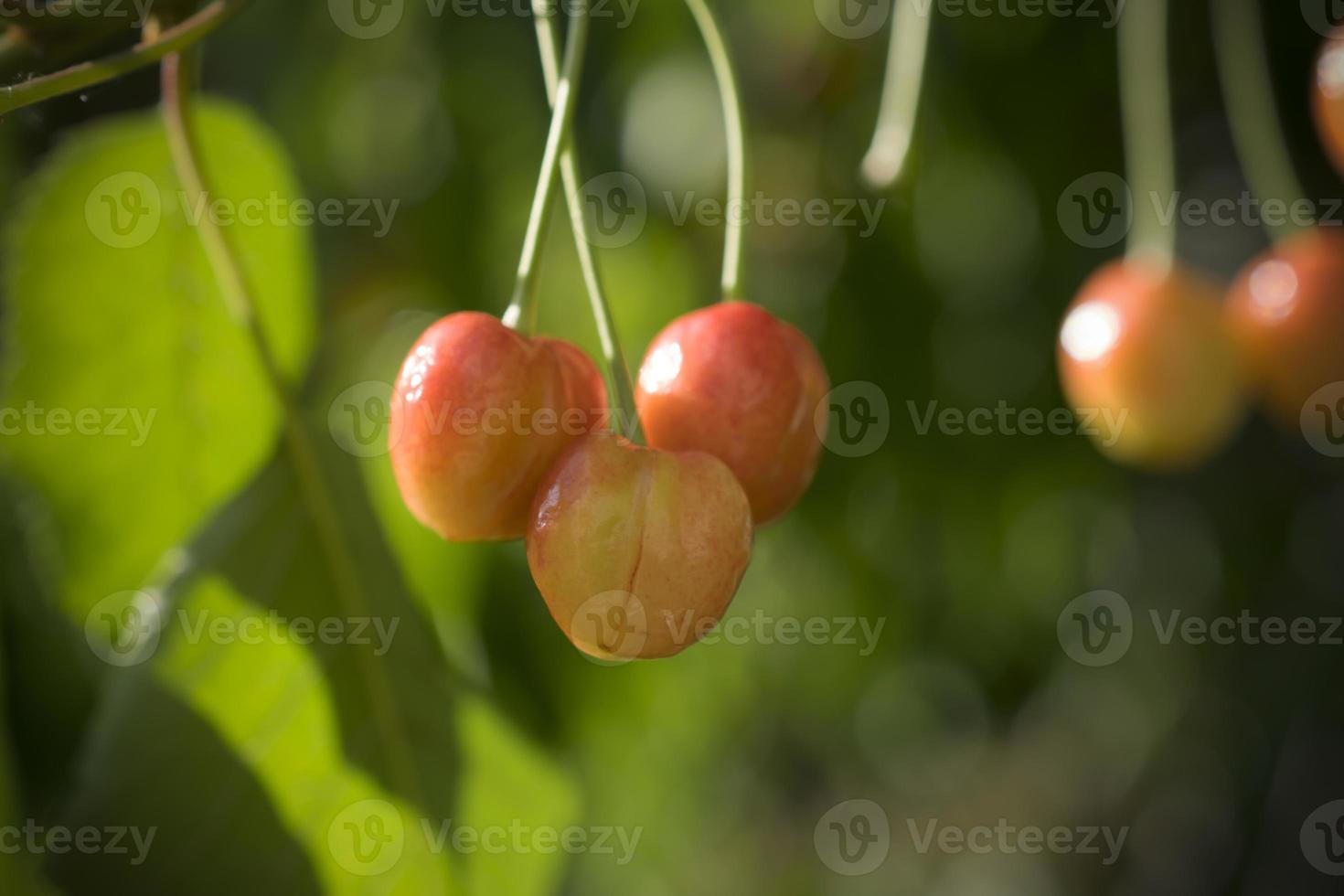 A close-up of unripe cherries on a tree in spring photo