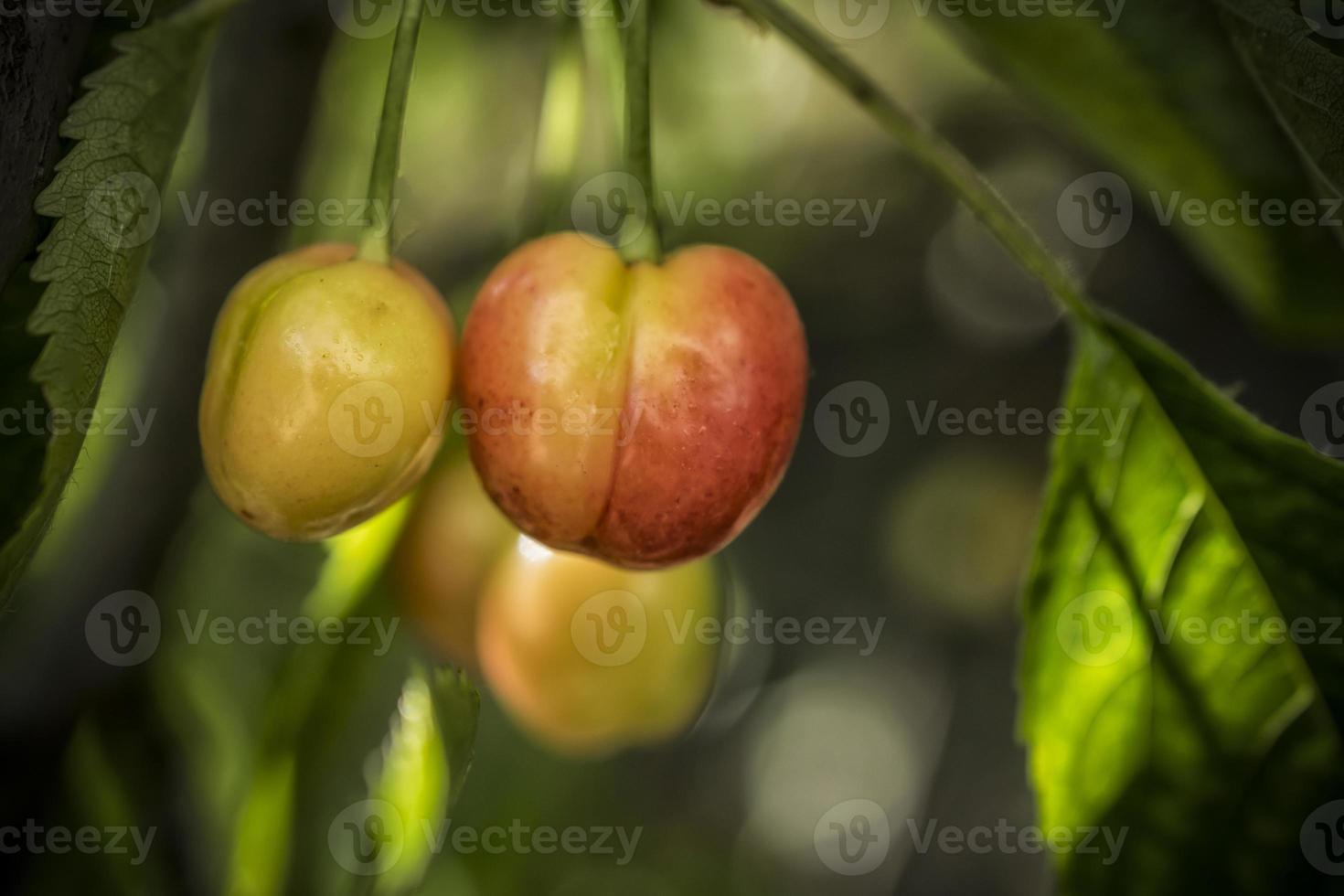 A close-up of unripe cherries on a tree in spring photo