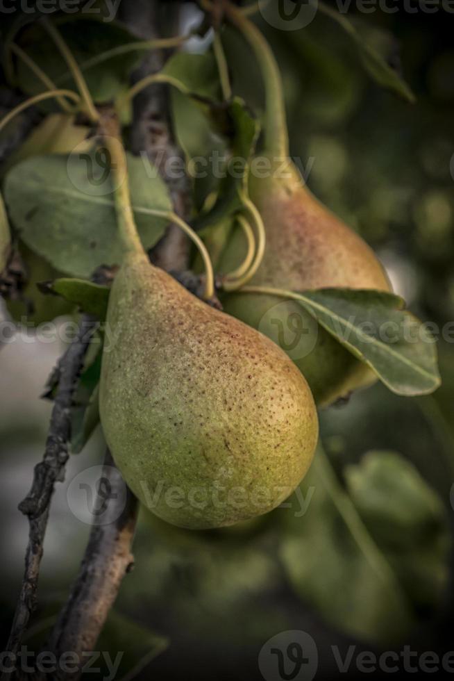 un primer plano de peras maduras en un árbol en verano foto