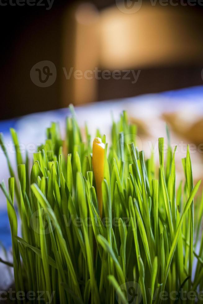 Young Green Christmas Wheat with a Candle on a Table photo