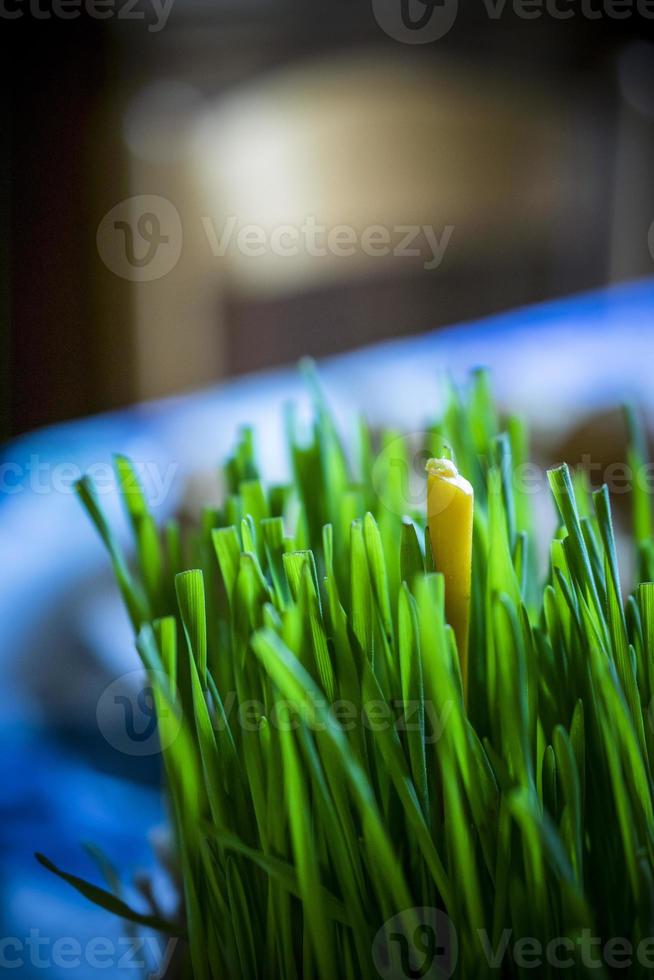 Young Green Christmas Wheat with a Candle on a Table photo