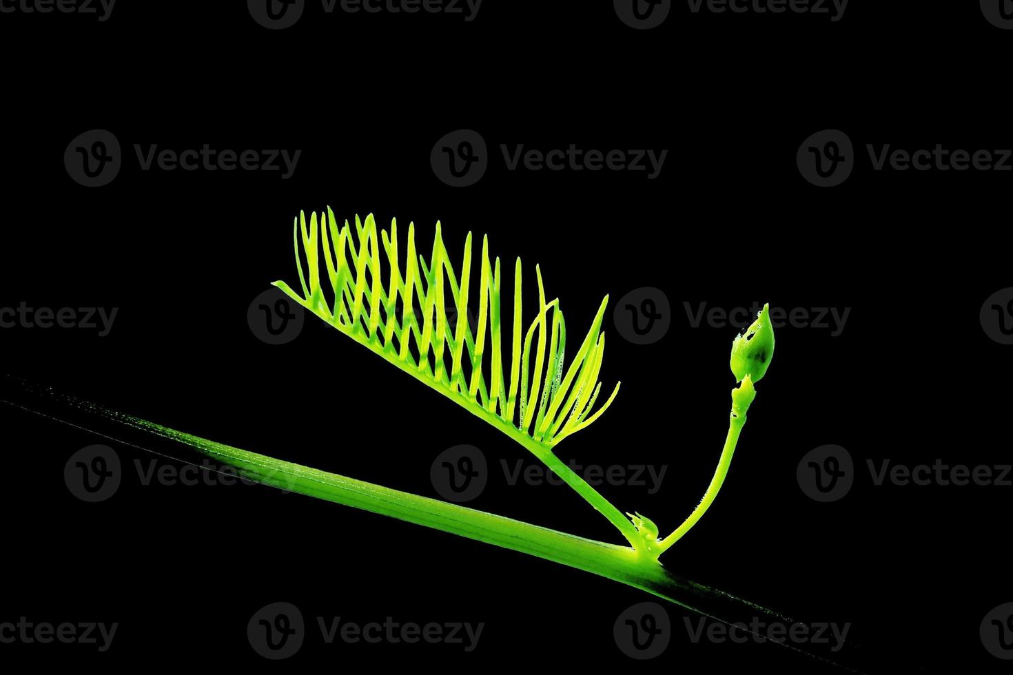 Close up photo of green leaves of Portulaca grandiflora plant with black background