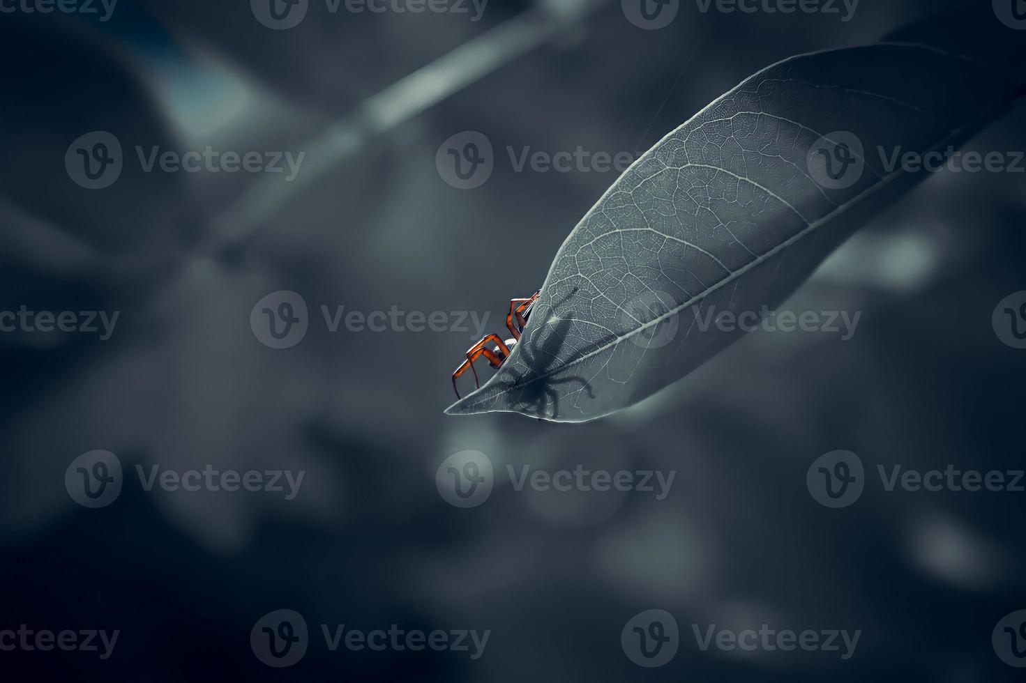 foto de primer plano de una pequeña araña con un concepto oscuro visto desde abajo y su cuerpo parece transparente debido a sus hojas delgadas, y los folículos de sus hojas son visibles.