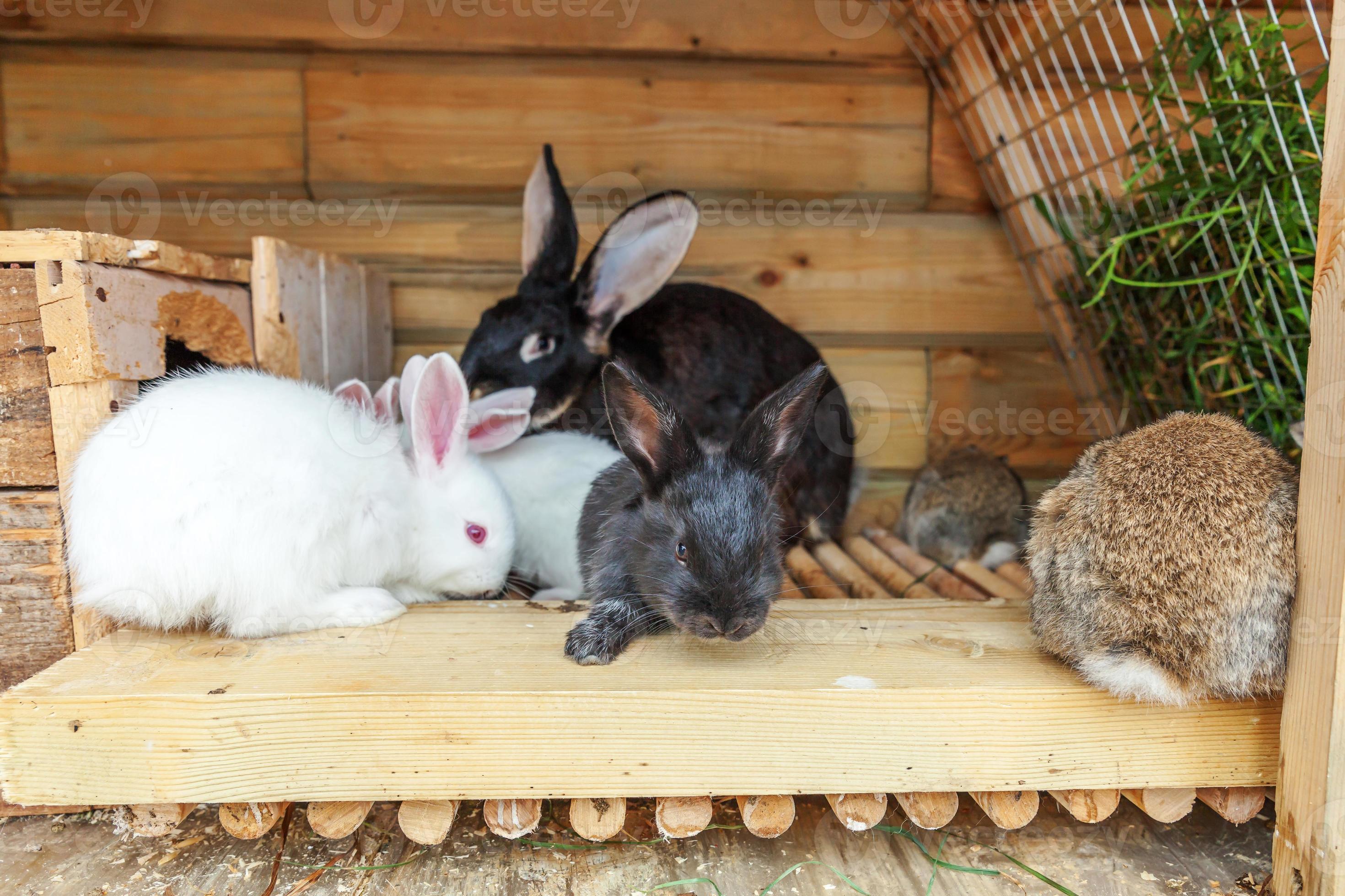 Many different small feeding rabbits on animal farm in rabbithutch