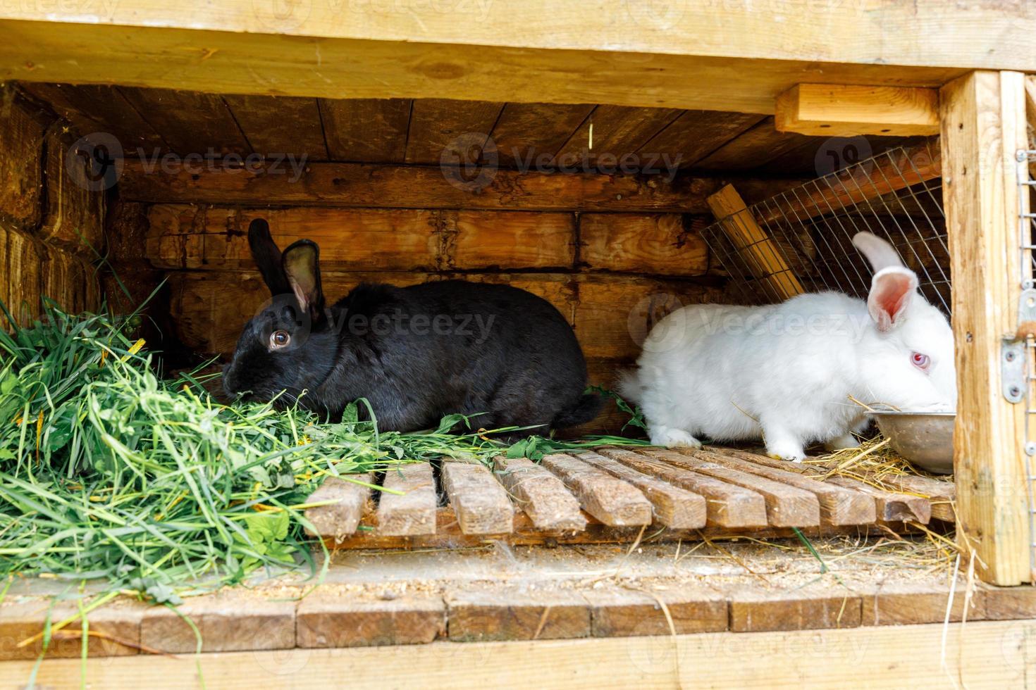 pequeños conejos blancos y negros que se alimentan masticando hierba en una conejera en una granja de animales, fondo de rancho granero. conejito en conejera en granja ecológica natural. ganadería animal moderna y concepto de agricultura ecológica. foto