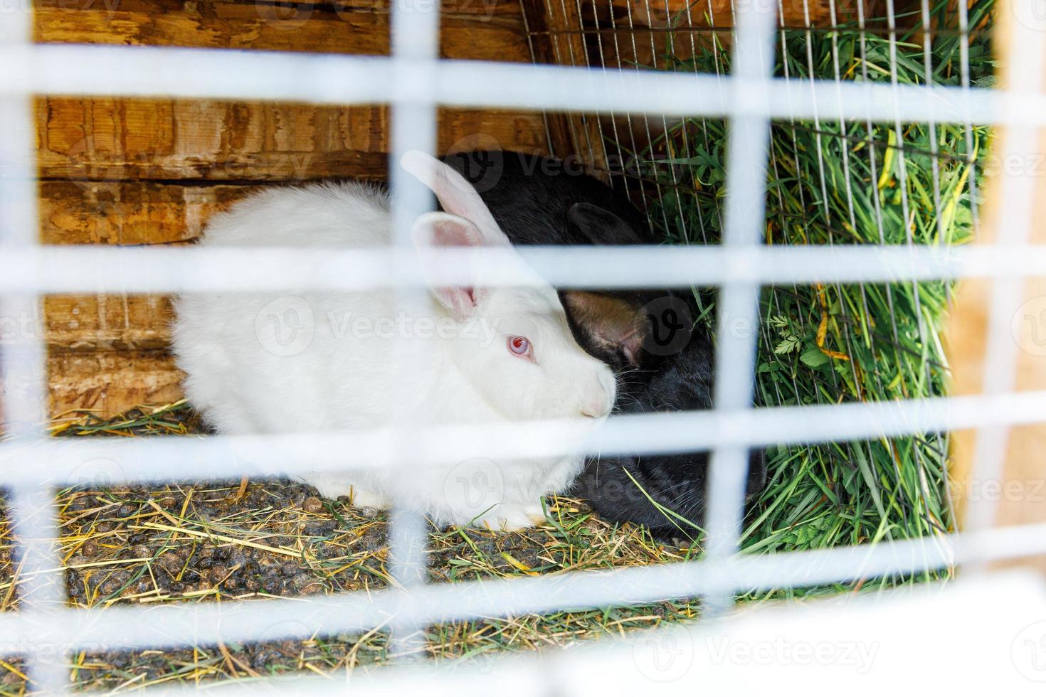 Small feeding white and black rabbits chewing grass in rabbithutch on