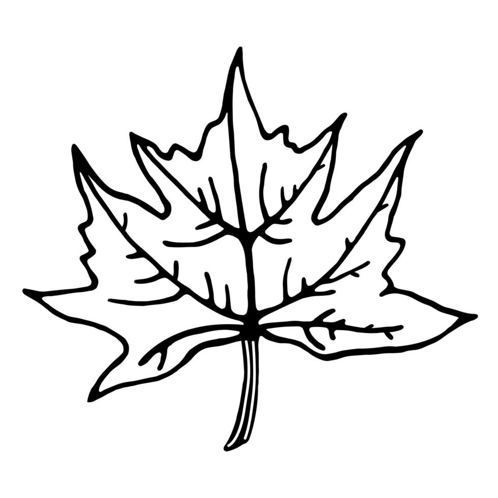 Maple leaf vector icon. Isolated illustration on a white background. Plant outline. Line art. Botanical sketch. Hand-drawn black doodle. Autumn element. Monochrome.