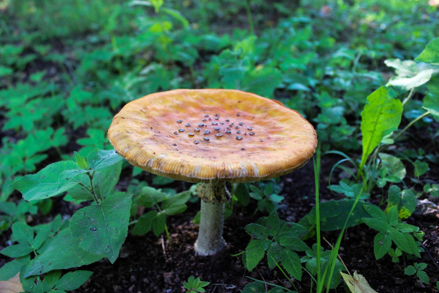 mushroom amanita in the forest photo