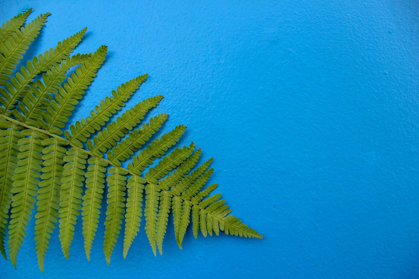green fern leaf on blue background photo