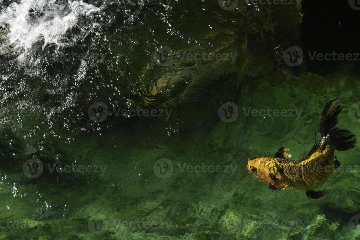 Japanese koi in the green pond. photo