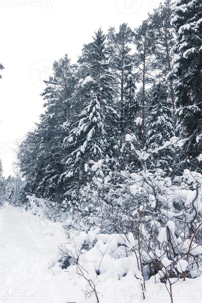 paisaje de invierno en el bosque salvaje foto