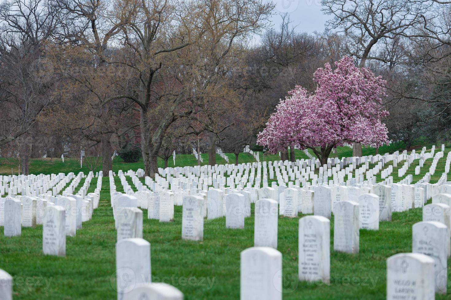 Cementerio Nacional de Arlington con hermosas flores de cerezo y lápidas, Washington DC, EE. foto