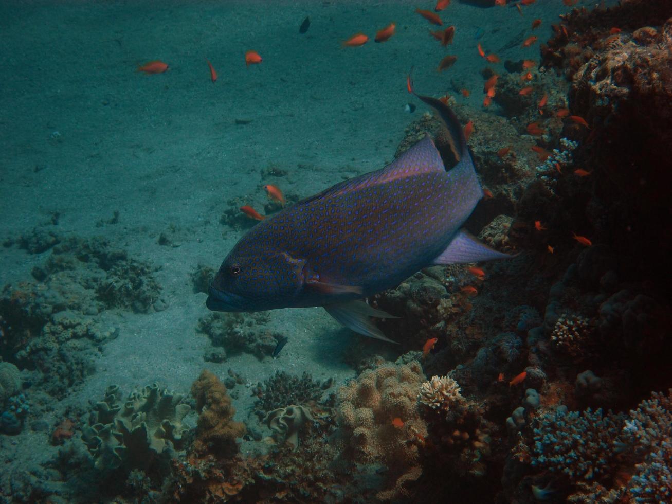 fisch mit blauen punkten photo