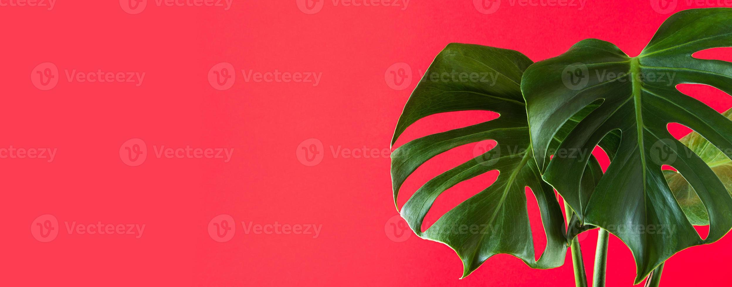 Green leaves of monstera deliciosa on colorful pink background photo
