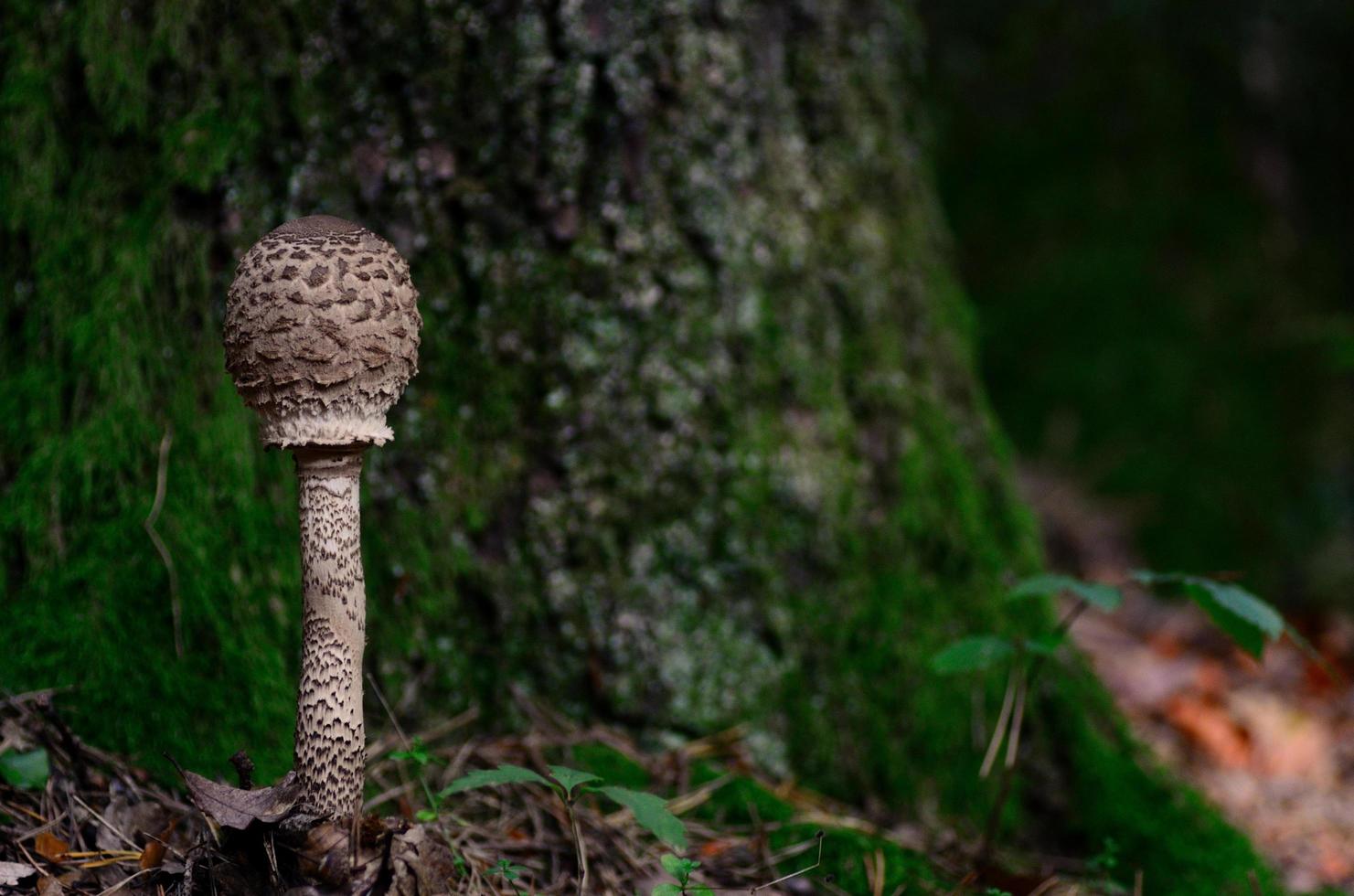 parasol mushroom and tree photo