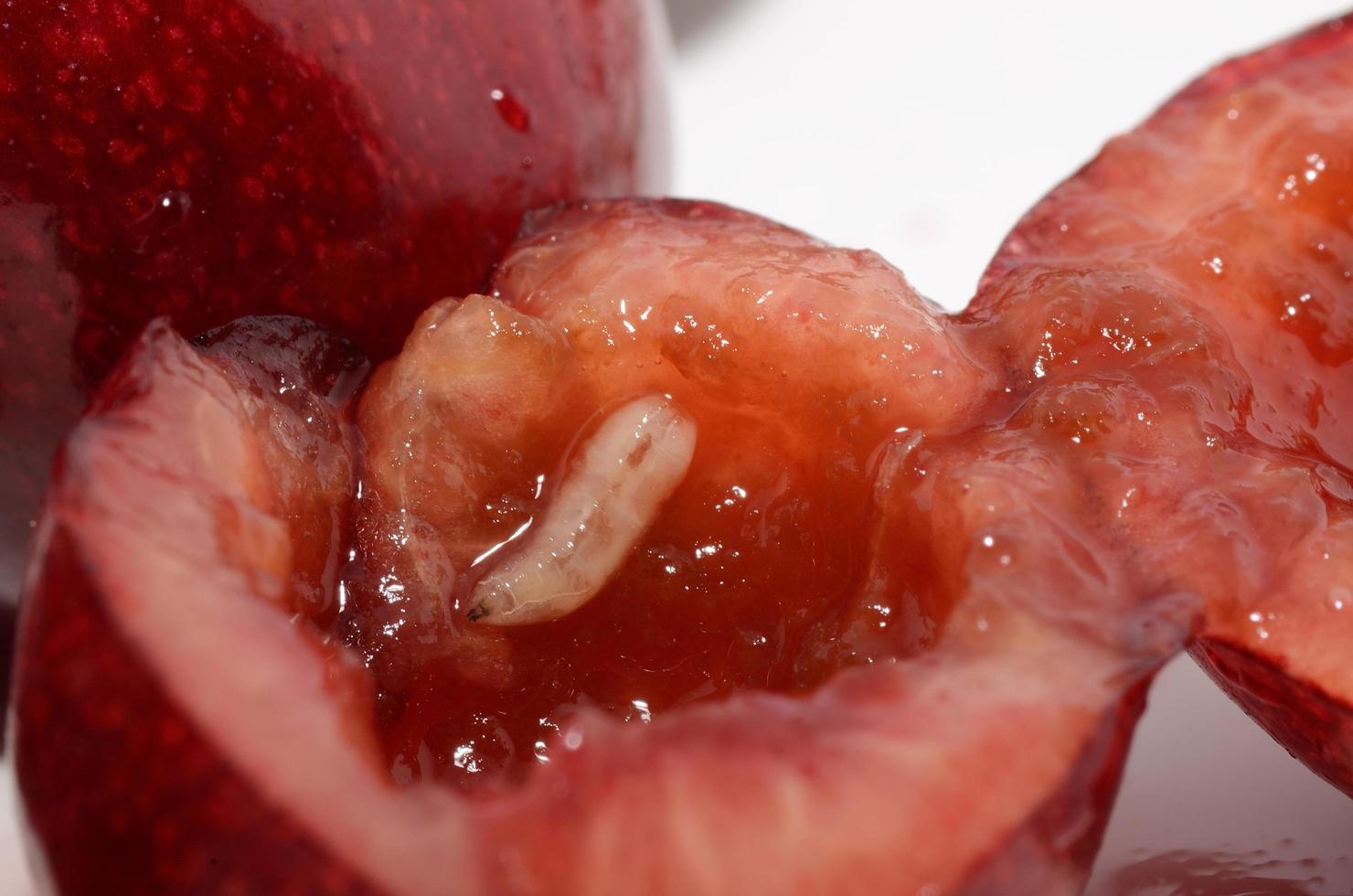 worm in cherry photo