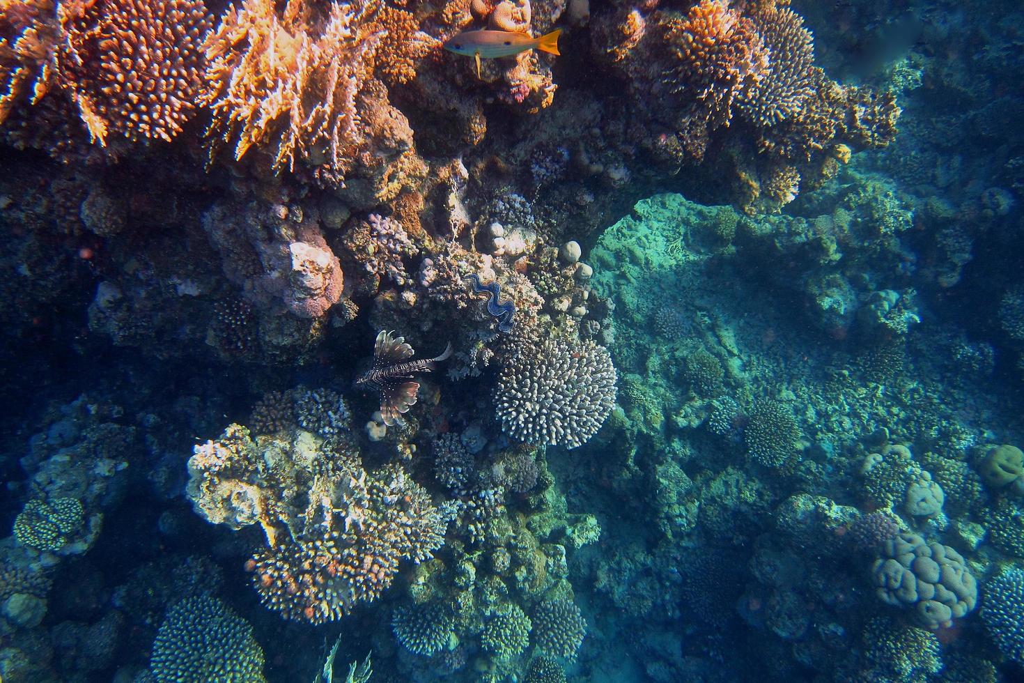 arrecife de coral con peces de fuego foto