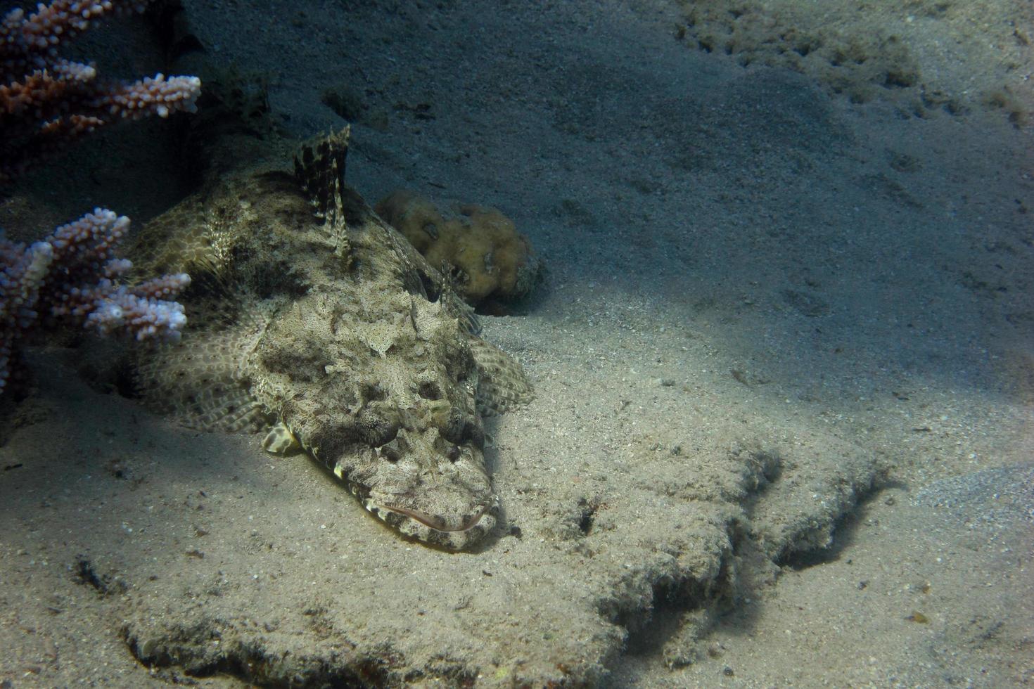 crocodile fish lies photo