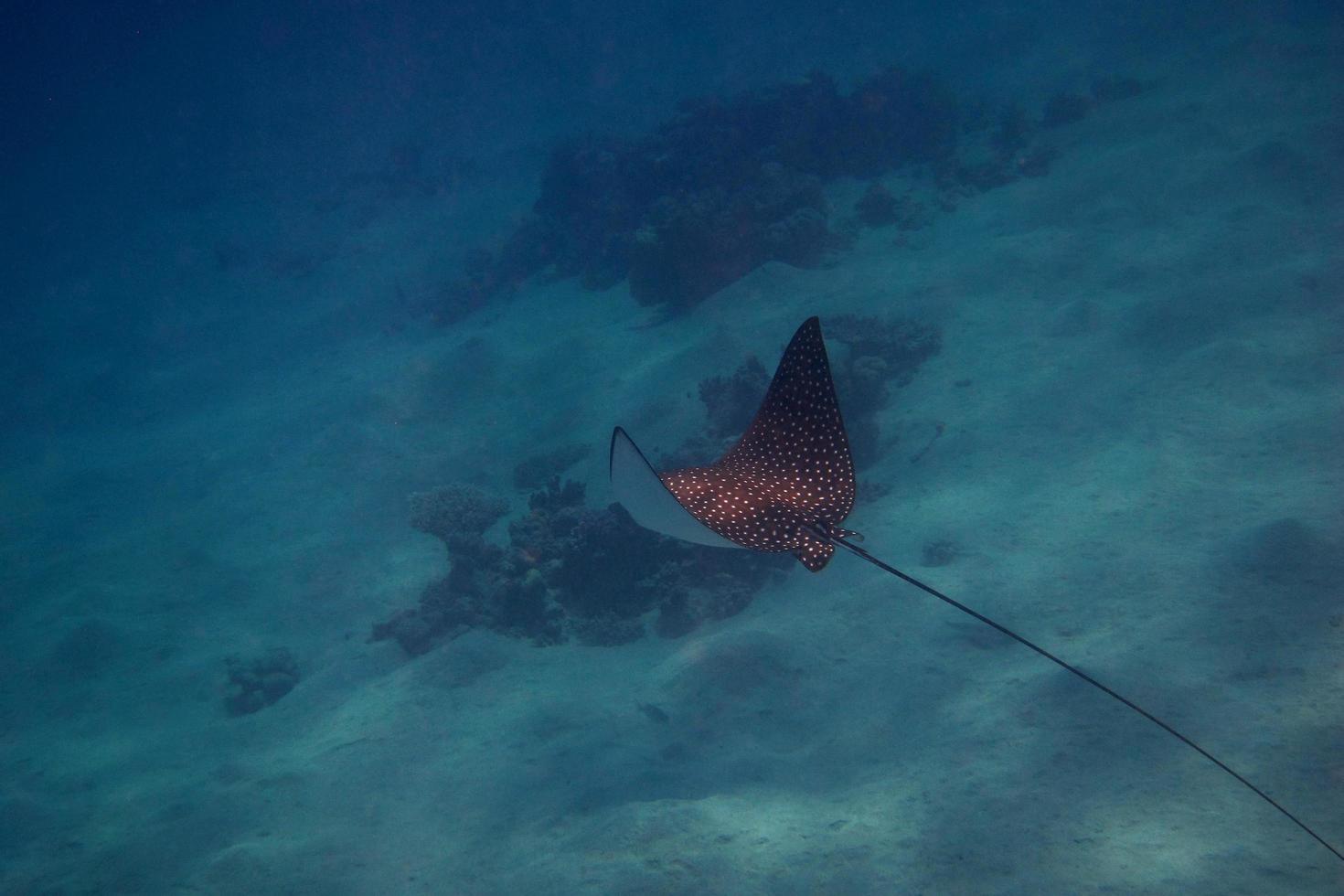 spotted eagle ray in egypt photo